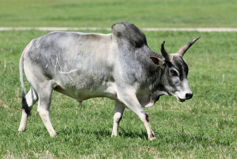 Горб-«мускул». Характерный горб зебу — мускульно-жировой бугор над холкой (а не «верблюжий склад жира»): это усиленная зона шейно-спинной мускулатуры, помогающая тянуть упряжь и держать тяжёлую упряжь в жару.