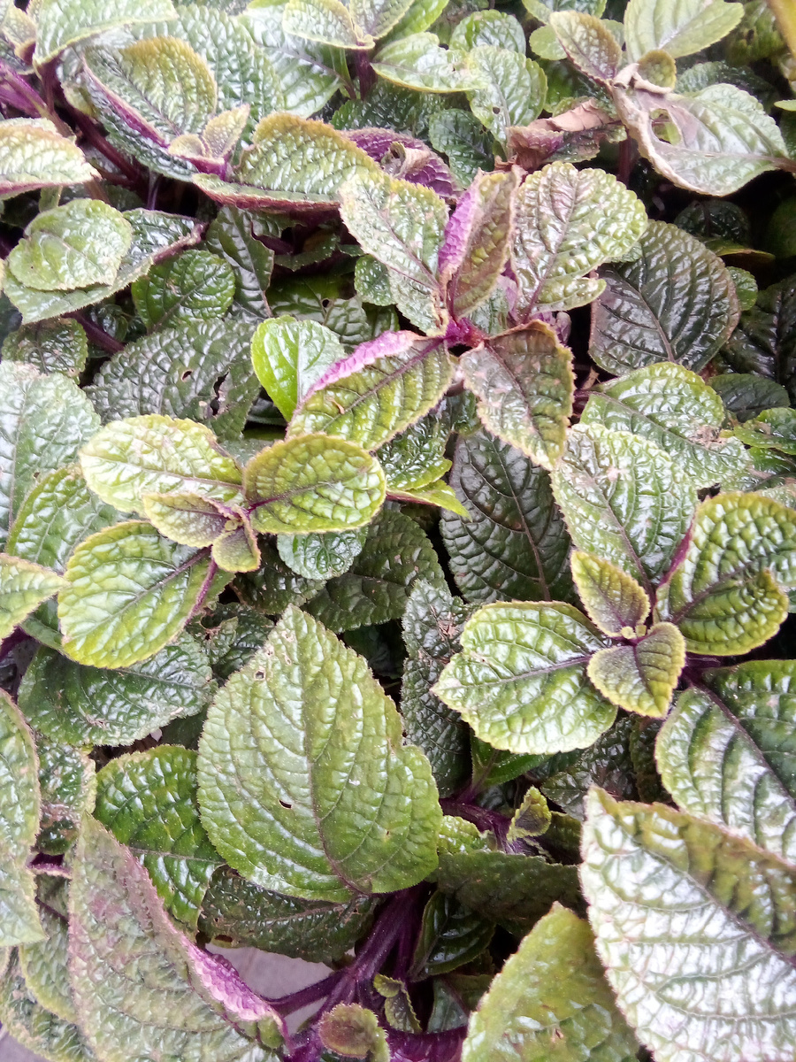 В статье все фото авторские. Смотрите, какой красавчик)) Заполонил всё кашпо...