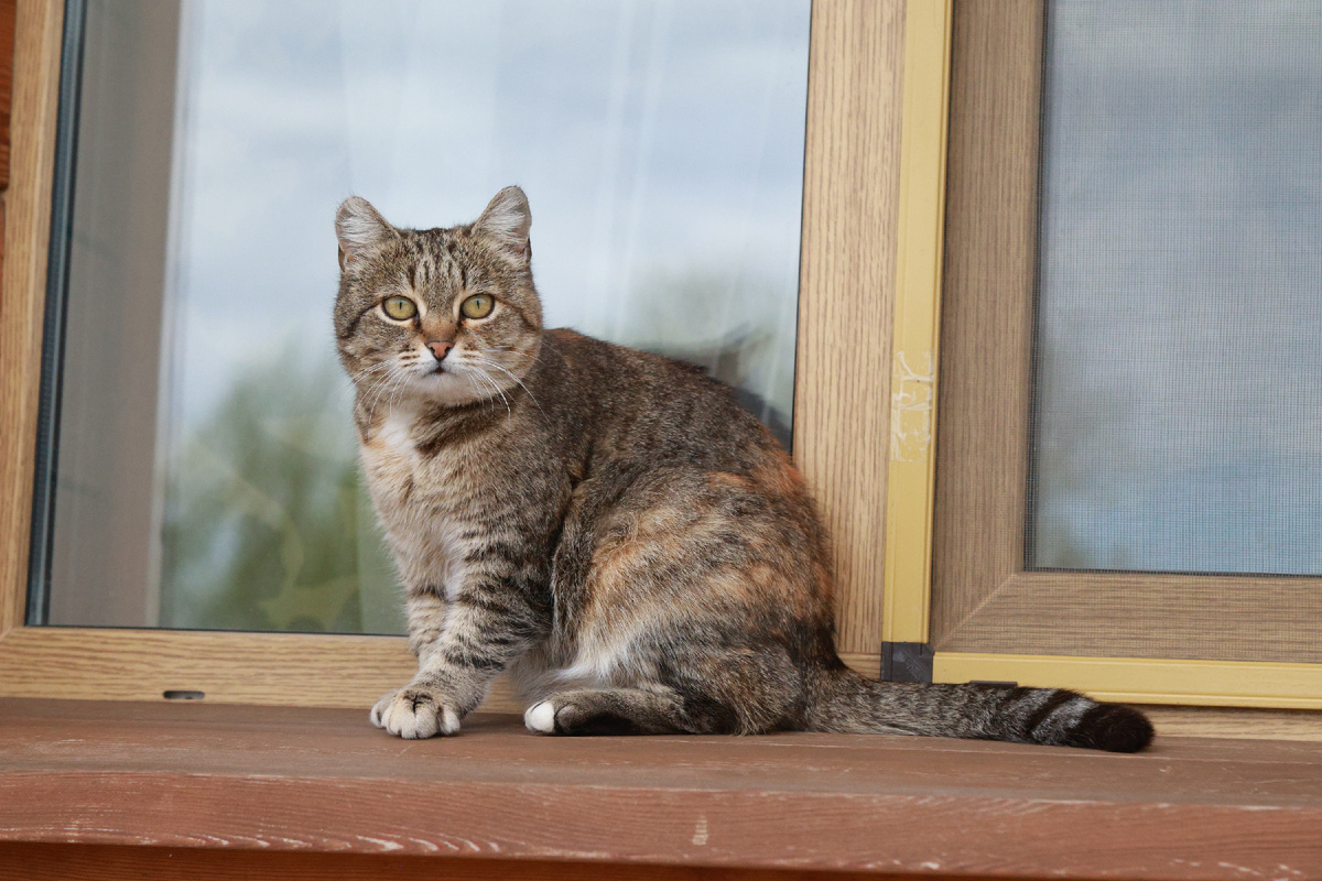 Некоторые кошки задержатся в приюте. Фото: Укладов Олег