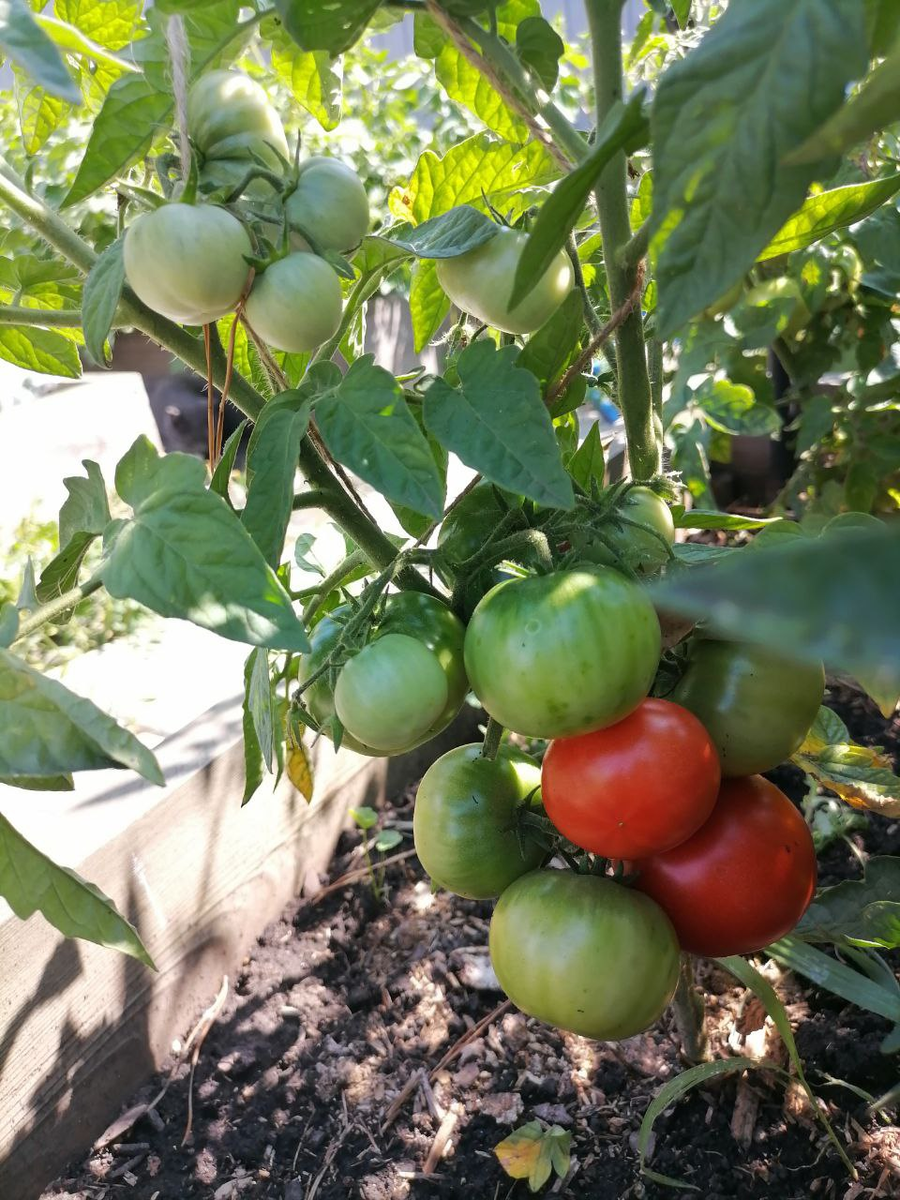 Очень ранний томат Беталюкс, фото автора