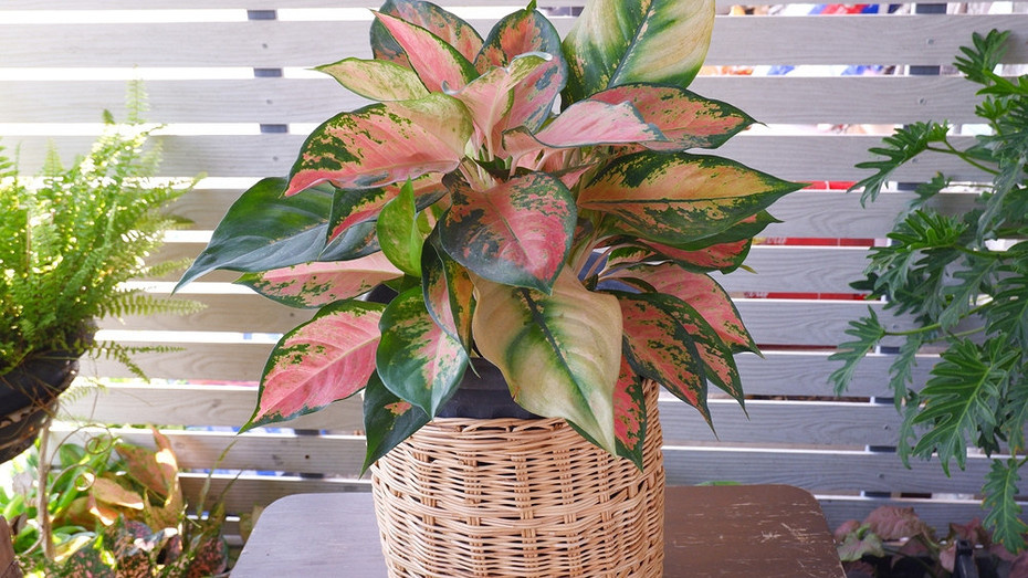 ShutterStock/Fotodom.ru