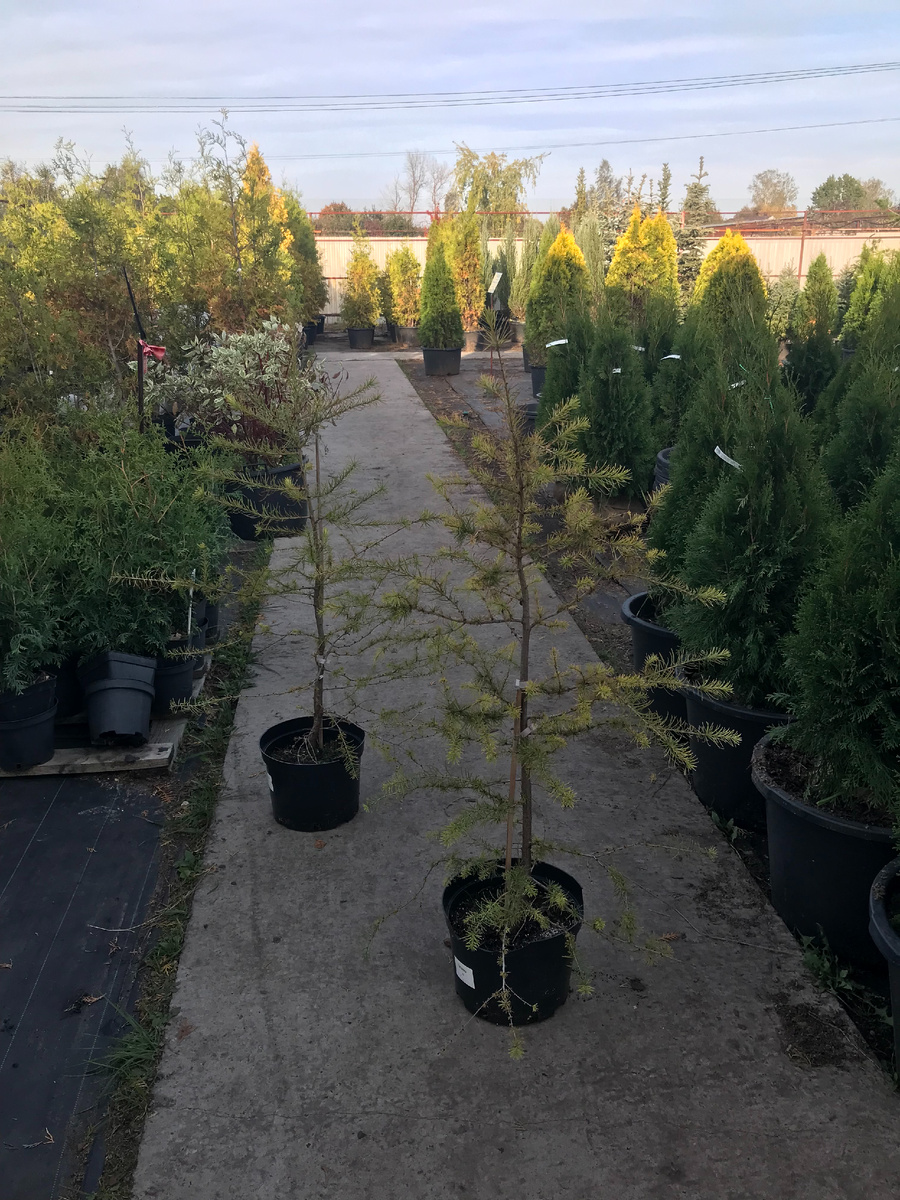 26 сентября 2024 - саженец в питомнике