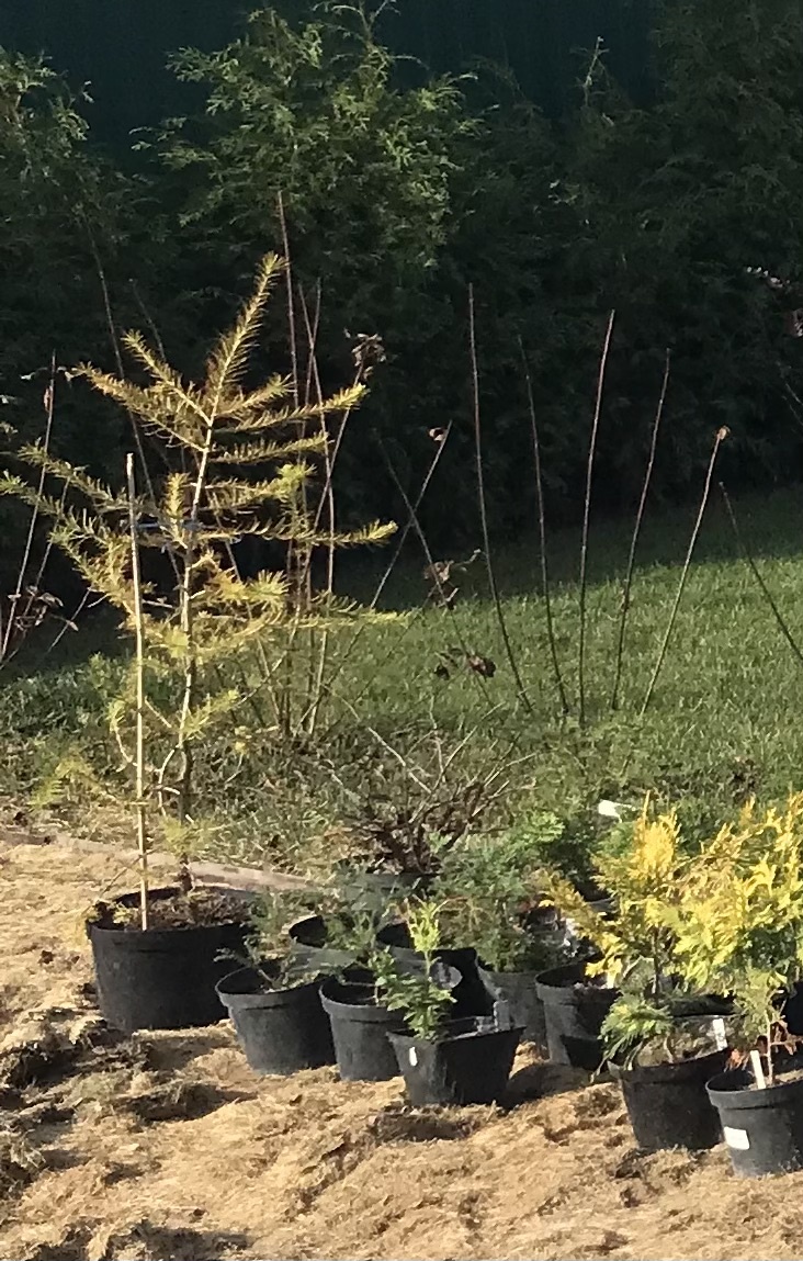 13 ноября 2024 года - на зиму прикопал лиственницу в горшке 