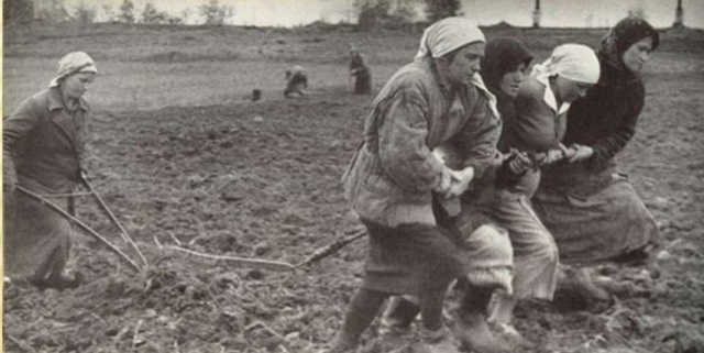 Фото из интернета. Бабушка рассказывала, что в войну, когда не было лошадей, запрягали коров. Или как на фото - пахали на себе