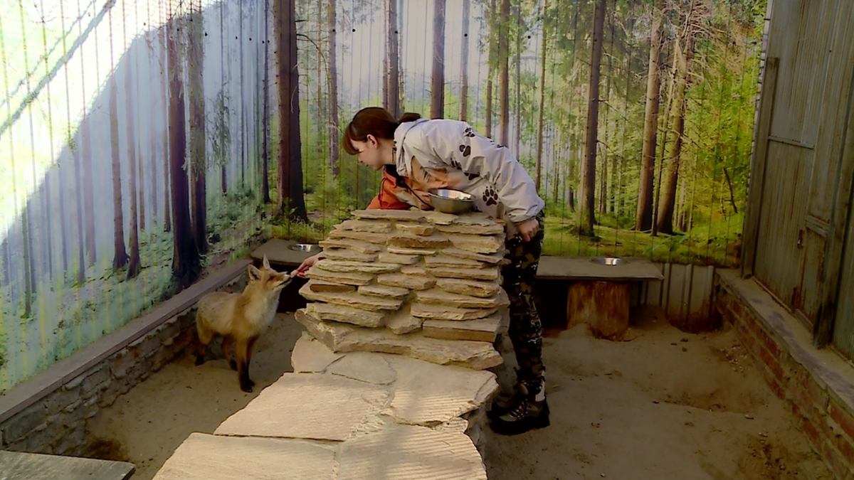 Ветврач Татьяна Усламина и лисёнок Тоби