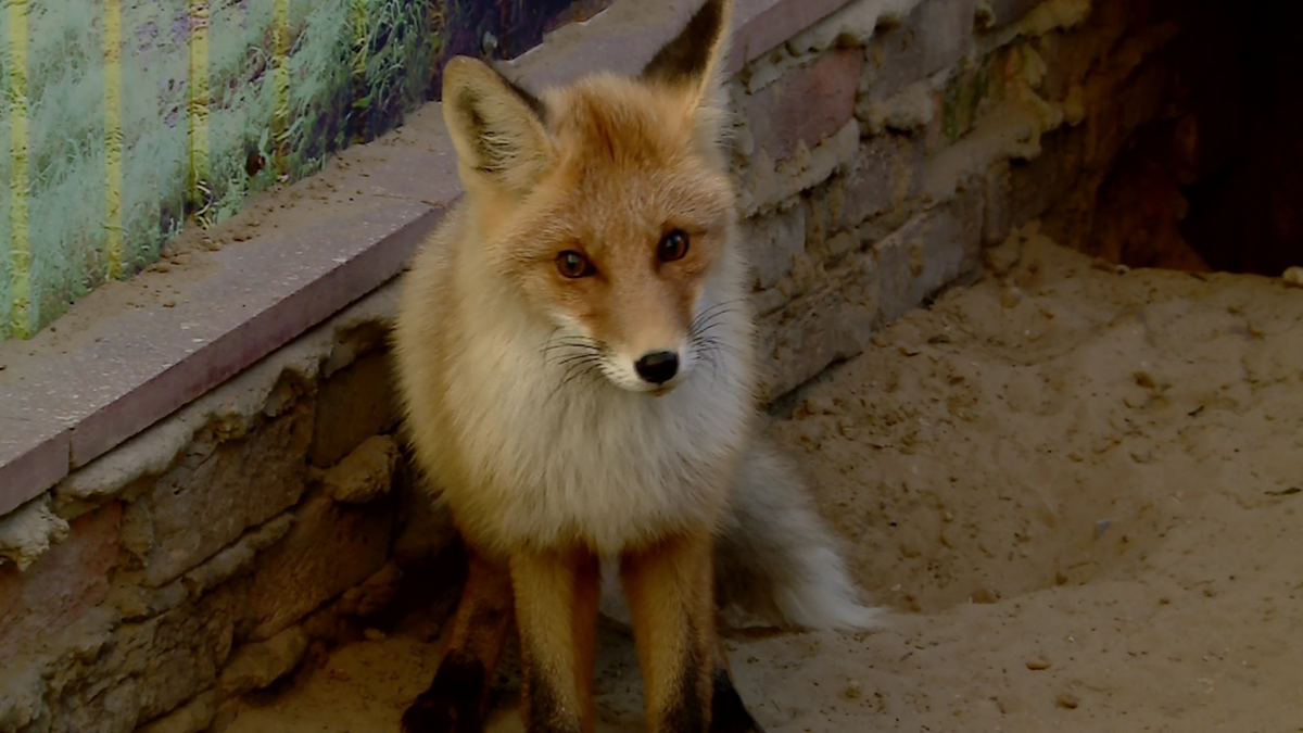 Лисёнка Тоби выхаживают после ДТП