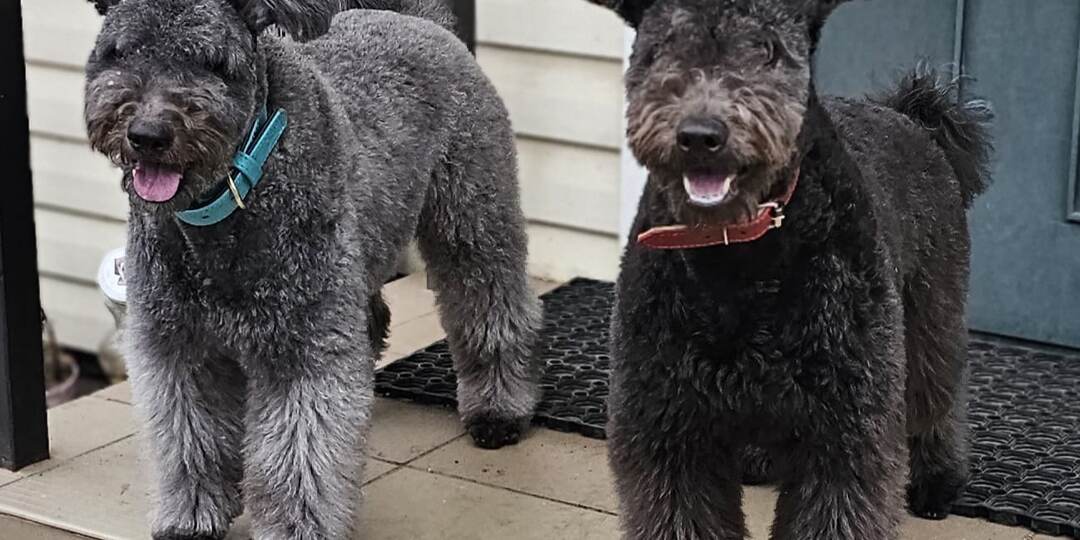 Так всё же, манипулируют ли собаки?