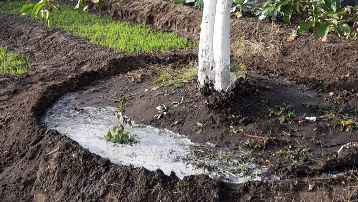 Ноябрь в саду и огороде: что нужно успеть сделать на даче, в саду, огороде и цветнике? Чек-лист
