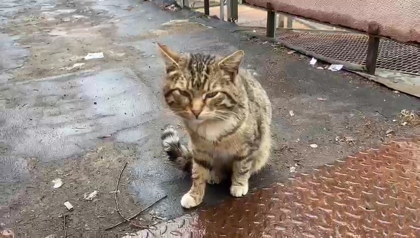 Бедный замерзший котейка