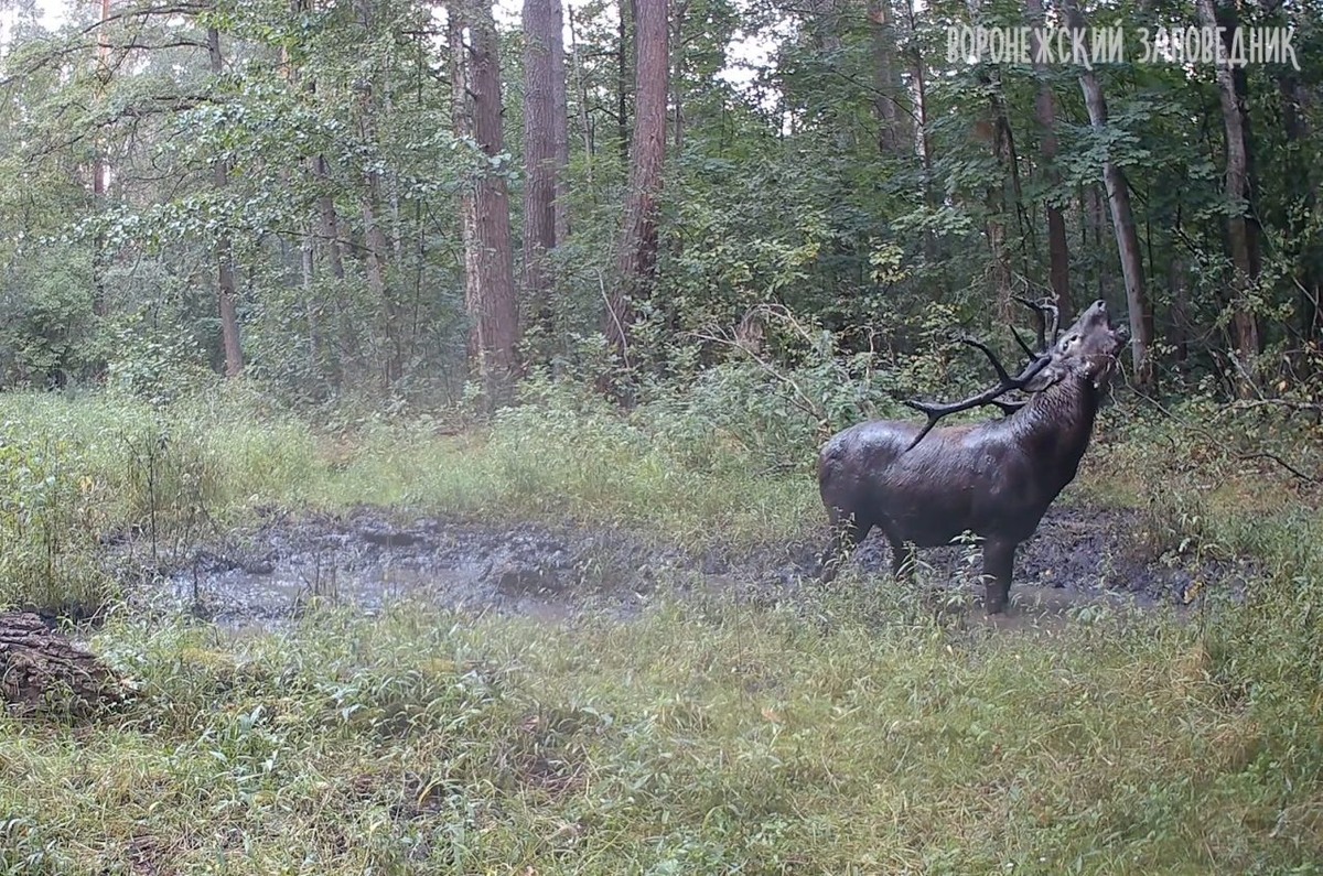     Фото: скрин видео
