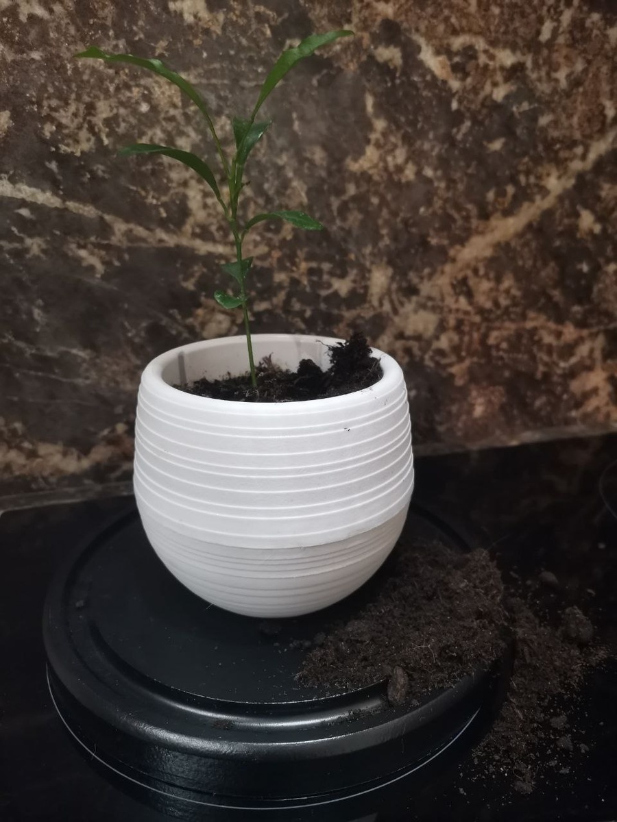 В горшке мандарина кто-то побывал, земля раскидана