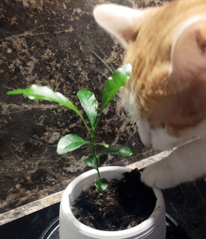 Какая интересная штука и как там не поковырять