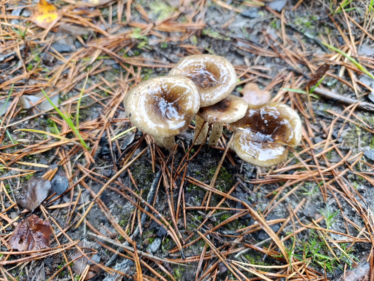 Неизвестные грибы