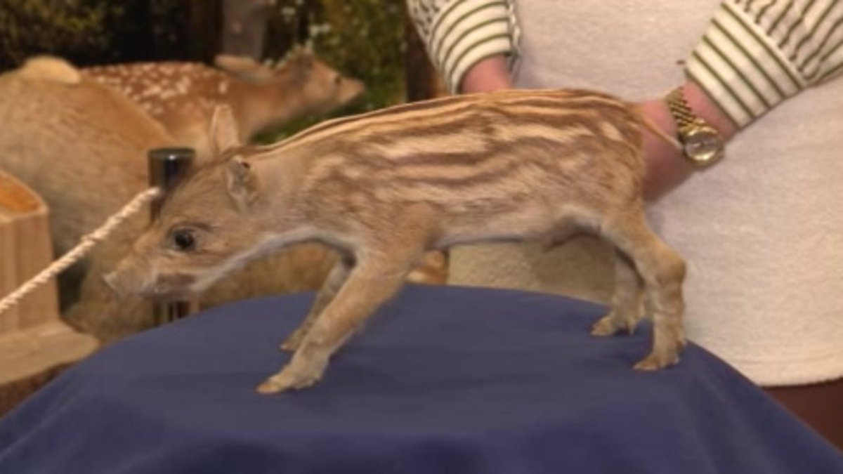    Продолжаем краеведческую страницу «Вестей Курск»