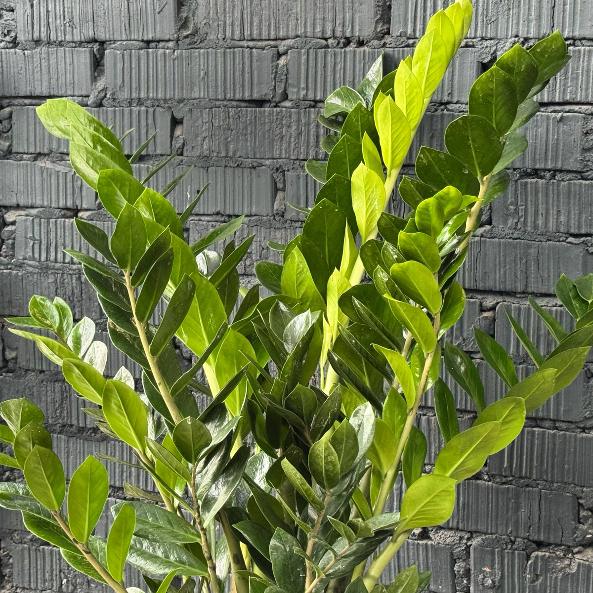 Замиокулькас для дома