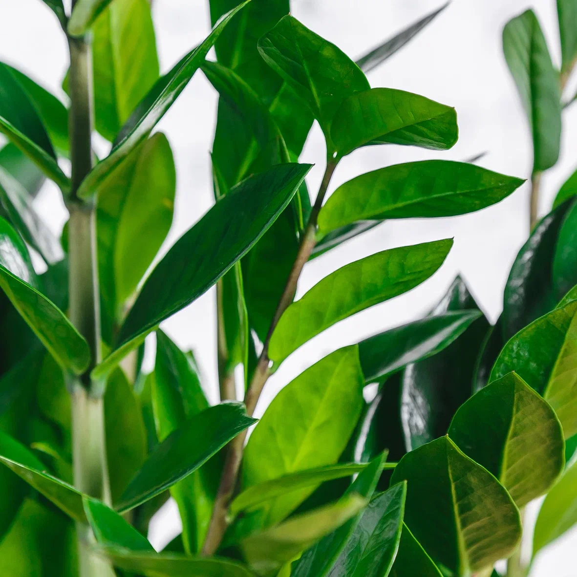 Замиокулькас