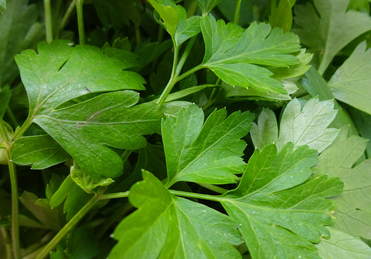 А это какой?