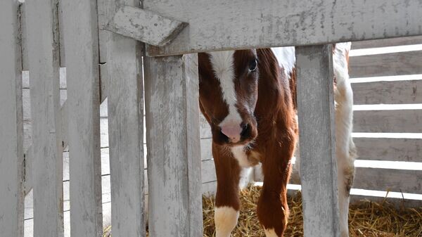    © Sputnik / Виктор Толочко