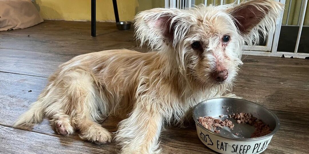 😢 Маленькие хвостатые старики: нужна ваша поддержка