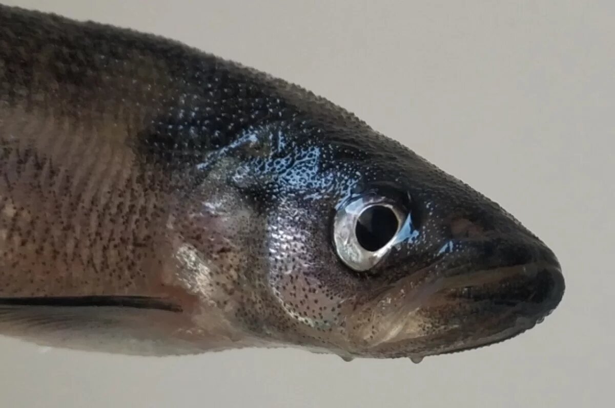    В Перми предприятие произвело килограммы сардин из неизвестного сырья