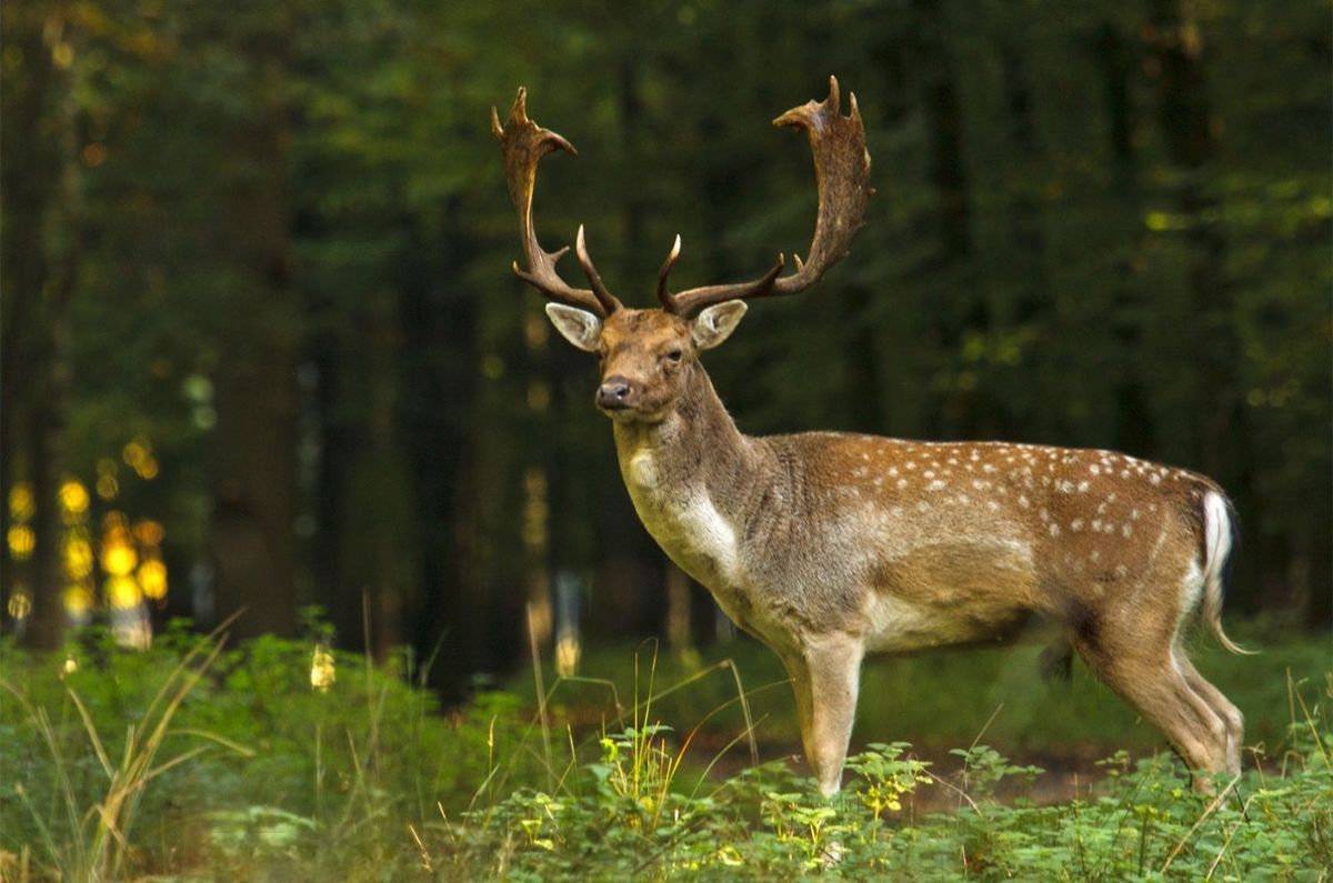 Довольна и фауна