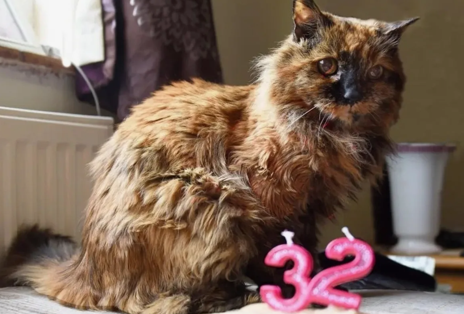 Постелите удобную лежанку в тёплом, тихом месте без сквозняков и лестниц — старые суставы плохо переносят холод и высоту.