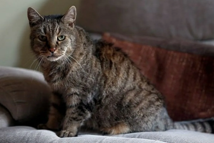 Используйте корм для пожилых кошек — с пониженным содержанием калорий, но высоким уровнем белка и таурина. Следите за весом и аппетитом.