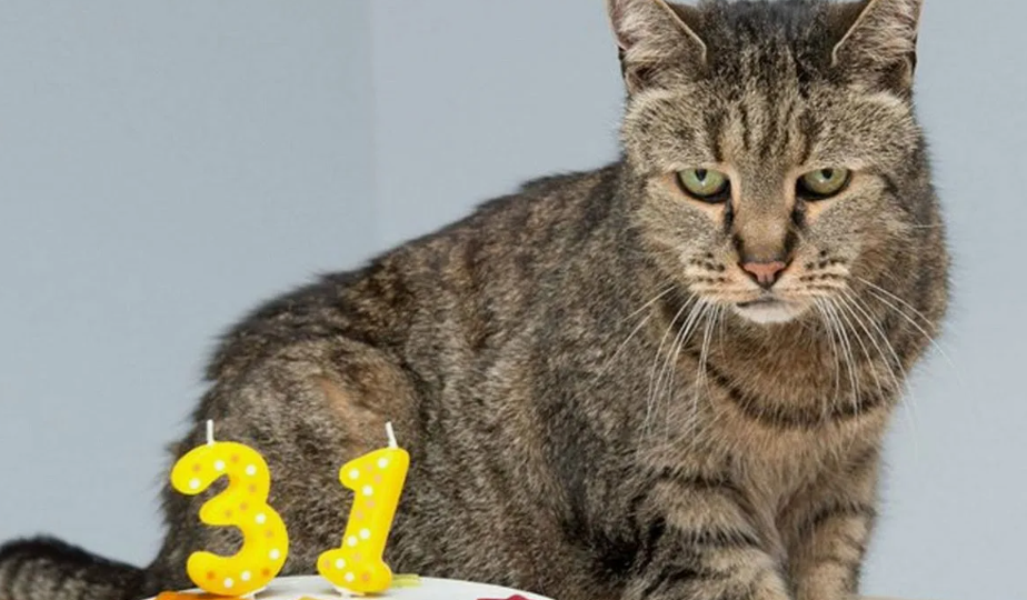 Когда Стареют Кошки — И мы вместе с ними...