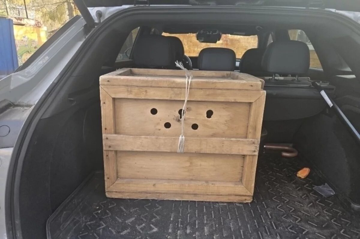    Директор барнаульского зоопарка приобрел загадочное животное