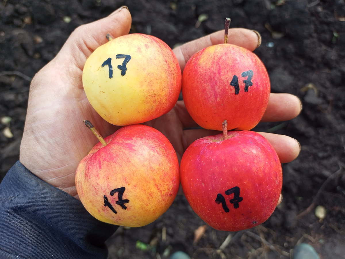 Данила (ВЭМ желтый). 17 октября 2025 года.