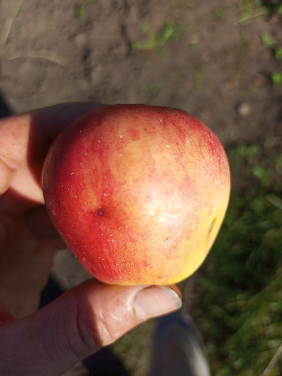 Кандиль орловский. 18 сентября 2025 года.