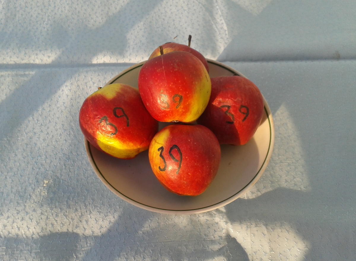 Кандиль орловский. 13 января 2023 года.