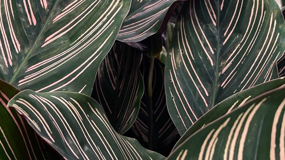 Стоит ли заводить калатею? Честный разбор плюсов, минусов и правил ухода
