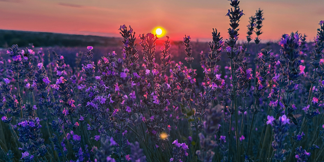 5 настроек камеры iPhone, которые сделают твои фото профессиональными