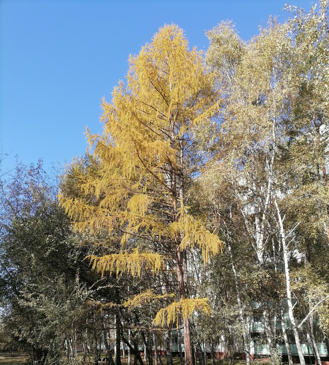 А это фото из моего Барнаула