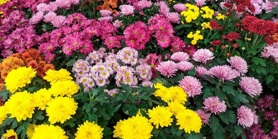 Не забудьте про Уход за хризантемами после цветения: простые шаги для подготовки цветов к зиме