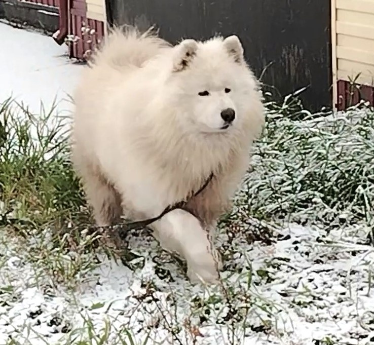 Лапа смазана, потому что в движении