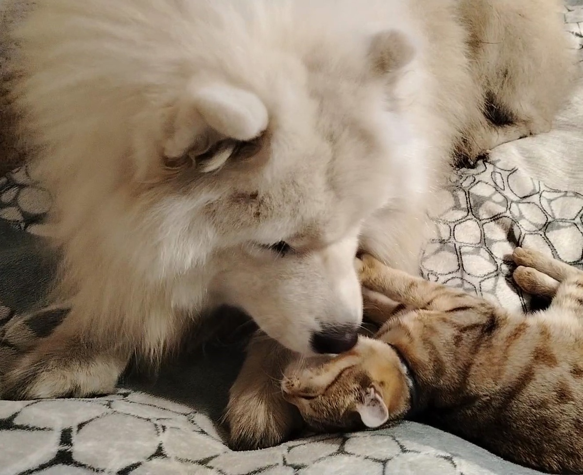 Сладкая парочка