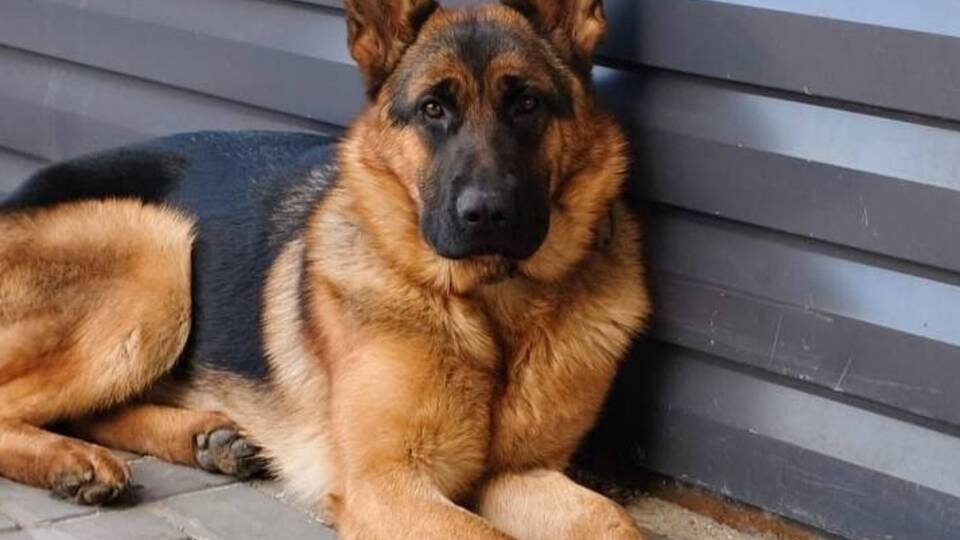Служебная овчарка по кличке Яра бесследно исчезла в Волгограде