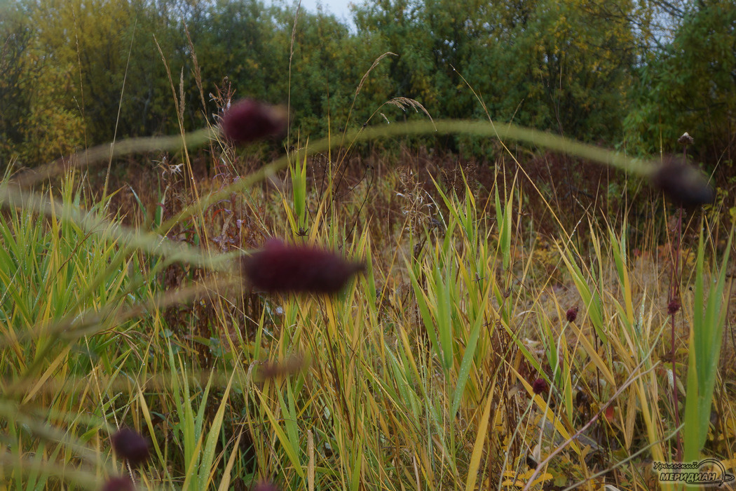    Фото: Гертруда Тиунова © ИА "Уральский меридиан"