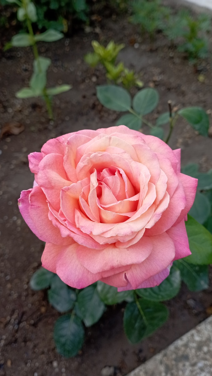 Роза. Королева сада. 