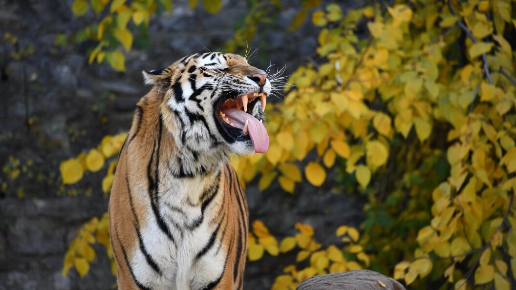    Komsomolskaya Pravda/Globallookpress