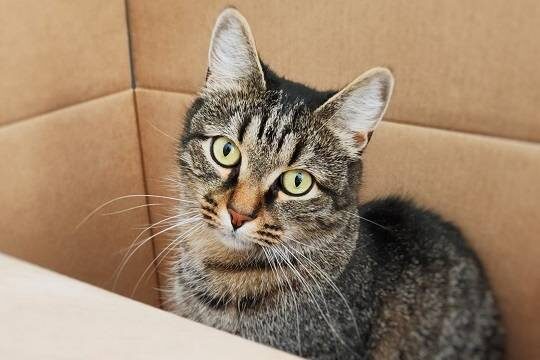    Хозяев домашних животных захотели обязать убирать за ними в домах