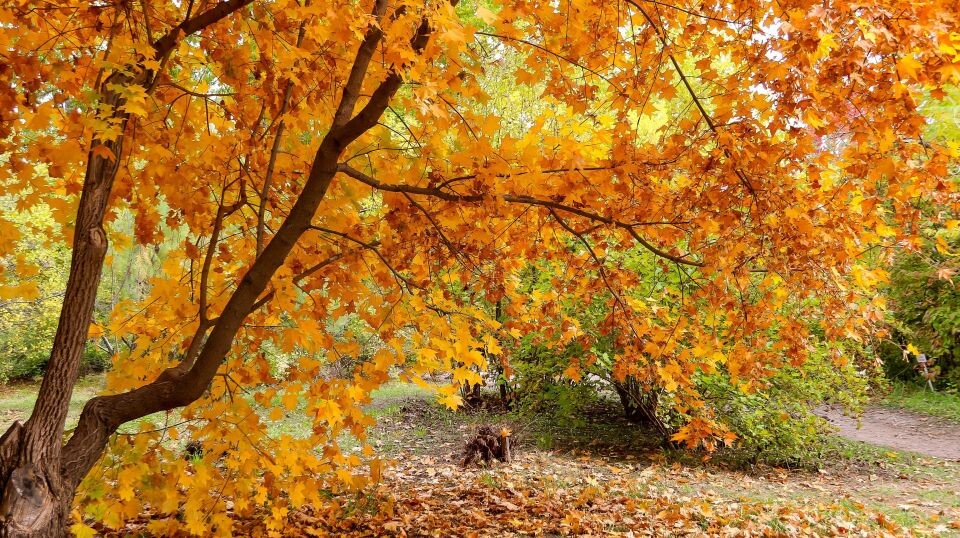    Барнаульский дендрарий. Источник: Виталий Барабаш/"Толк"