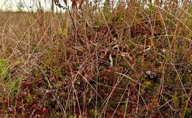    © Telegram / Каждой твари по паре