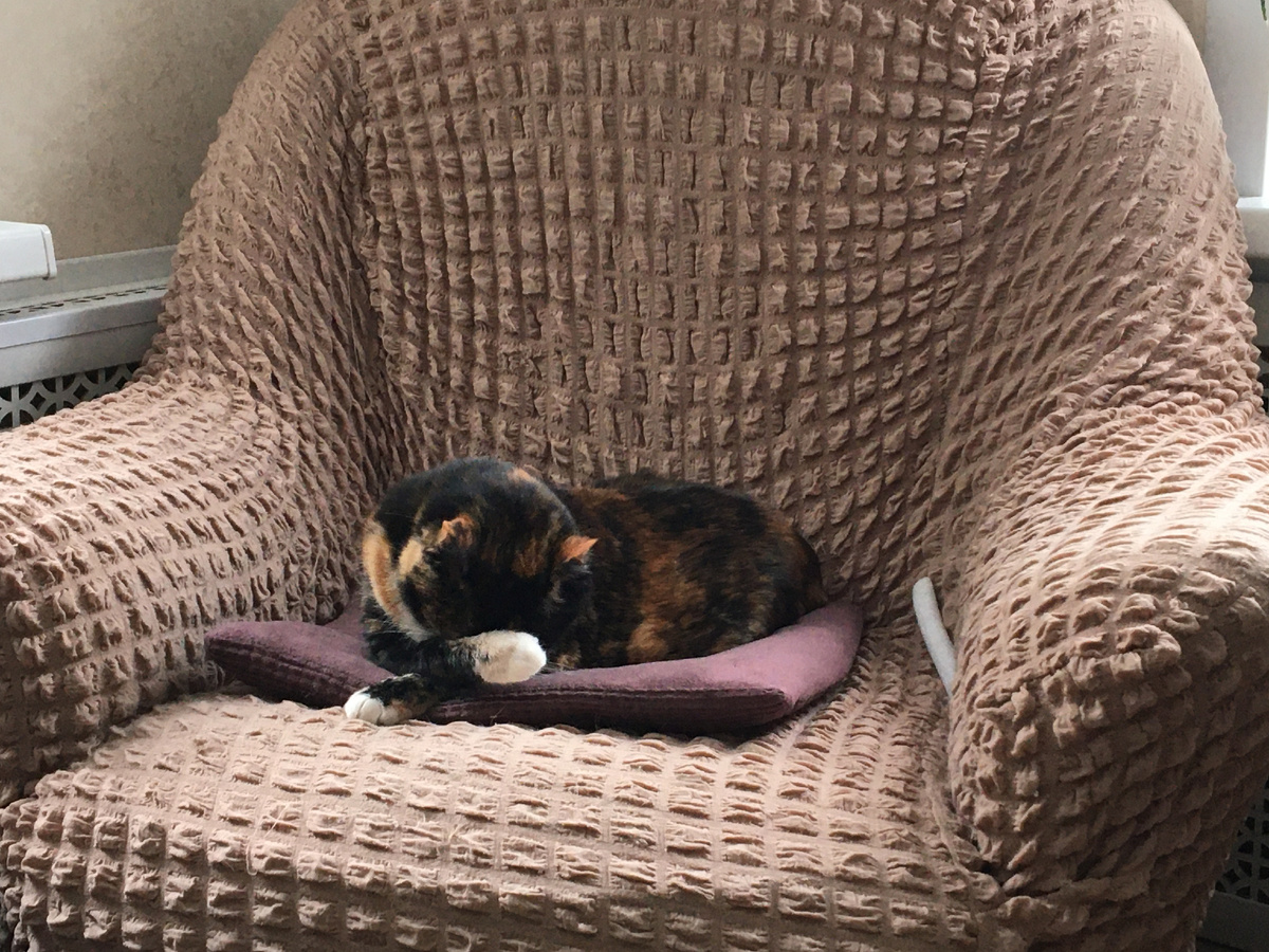 Василиса умывается. Фото автора