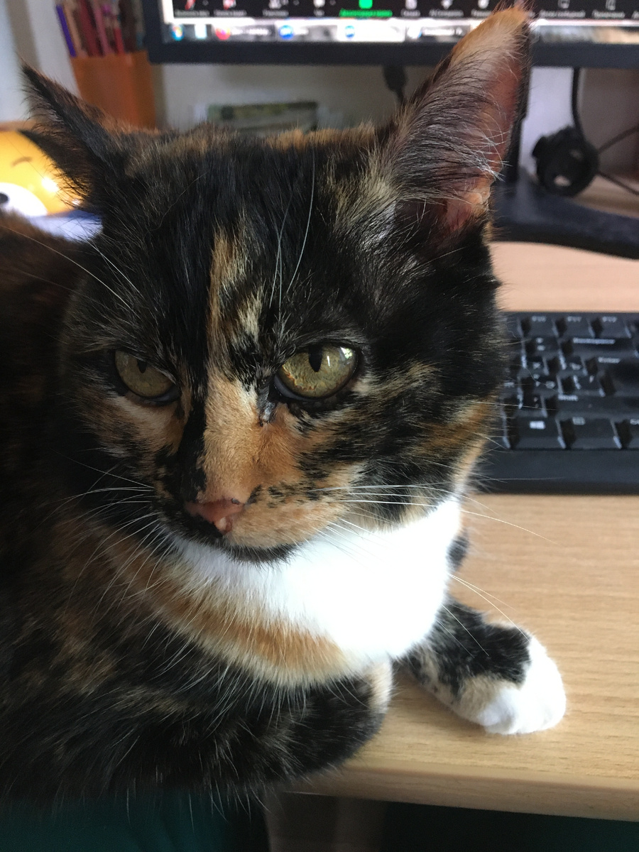 Василиса. Фото автора