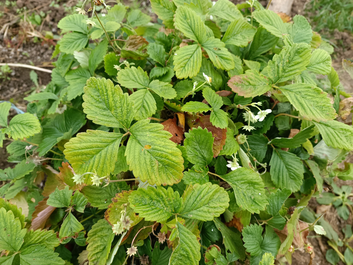 Эо моя земляника 20 октября в теплице