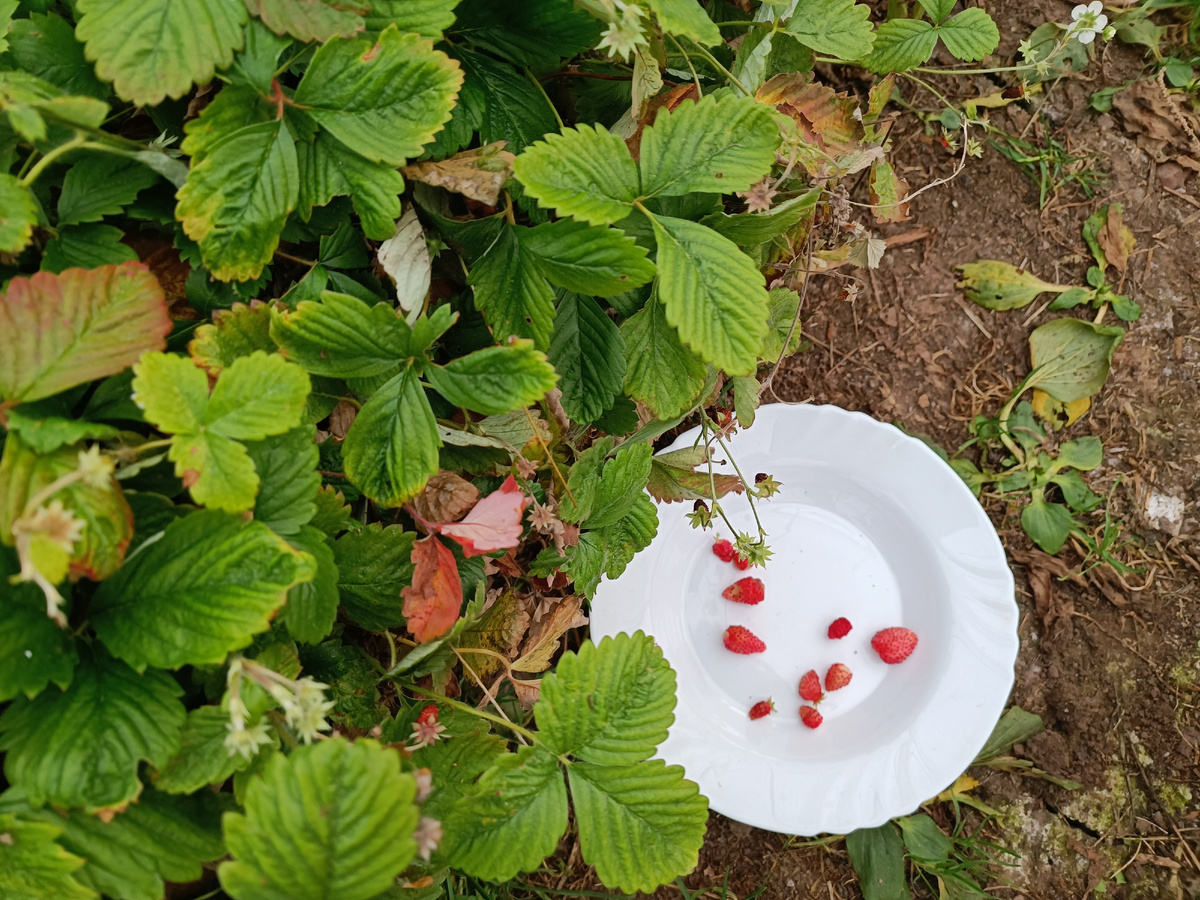 а это урожай с нее тоже 20 октября