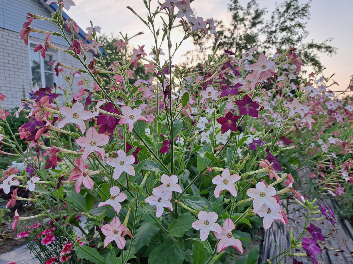 Табак крылатый крупноцветковый душистый (Nikotiana alata var. grandiflora) сорт «Сенсация»